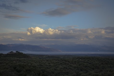 Olivenöl aus der wilden Mani