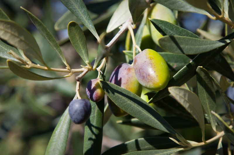 Kalamata-Oliven am Olivenbaum in verschiedenen Reifestadien von grün über violett bis schwarz