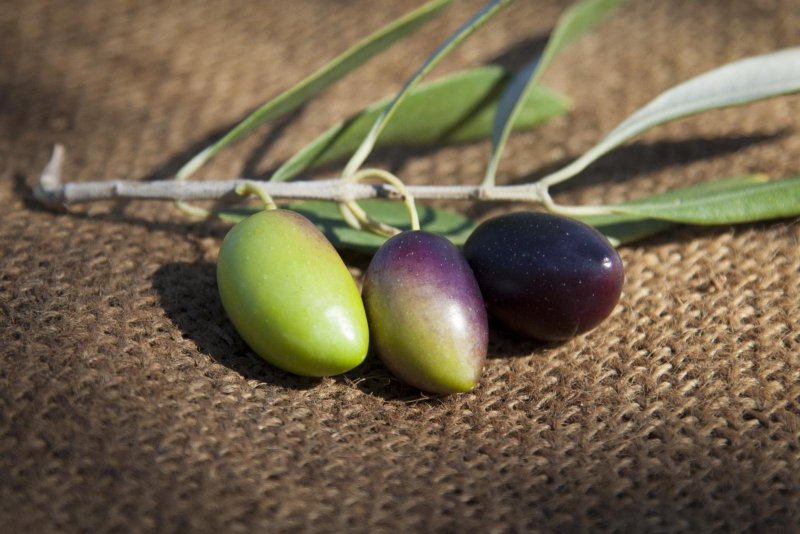 Kalamata Oliven (Kalamon) werden beim Reifen von grün (links im Bild) über violett (mitte) auf natürliche Weise ungefärbt schwarz (rechts im Bild)