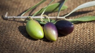 Kalamata Oliven (Kalamon) werden beim Reifen von grün (links im Bild) über violett (mitte) auf natürliche Weise ungefärbt schwarz (rechts im Bild)